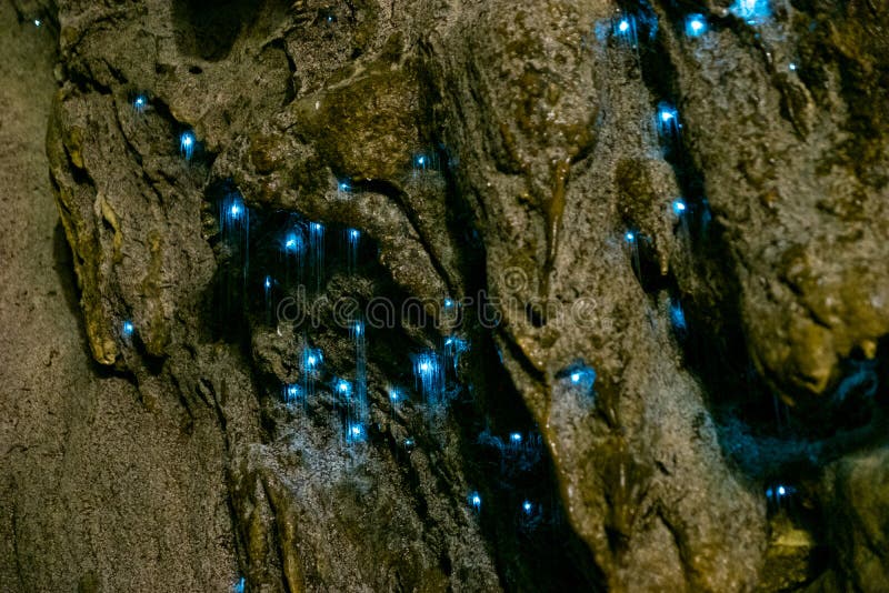 Amazing New Zealand Tourist attraction glowworm luminous worms in caves. High ISO Photo