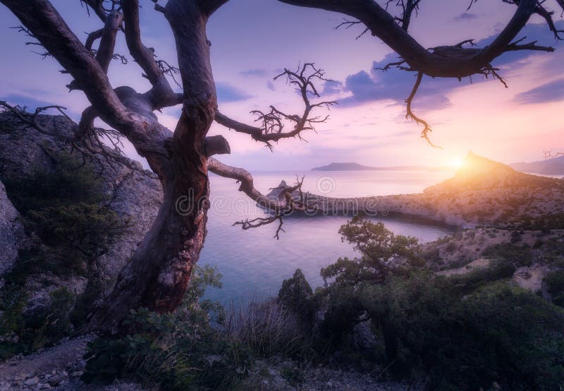 Amazing old tree in crimean mountains at sunrise