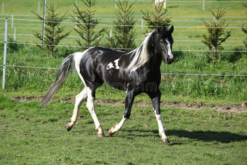 Amazing Paint Horse Stallion with Long Mane Stock Photo Image of mane