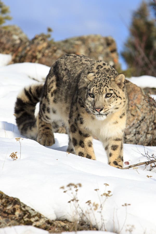 Amazing photograph of stalking snow leopard