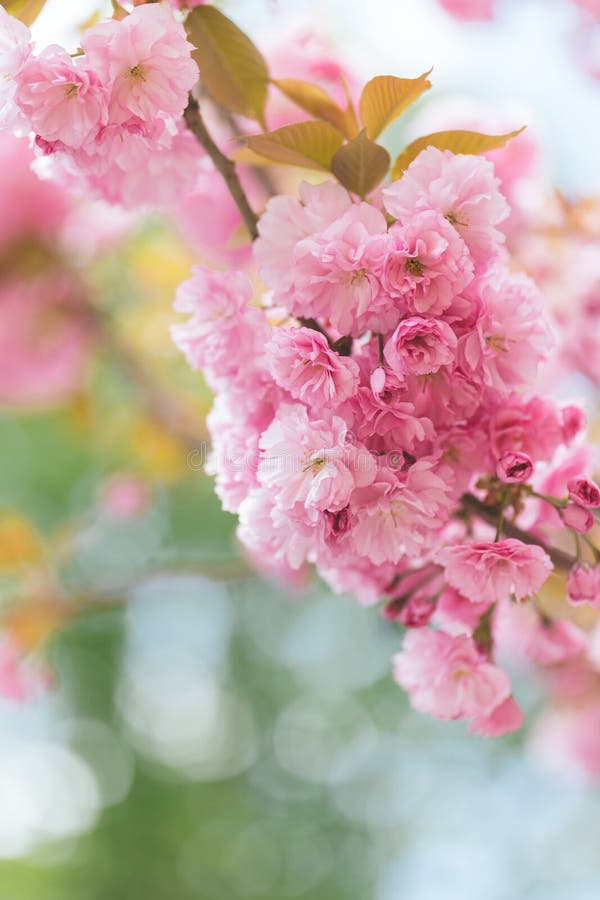 Amazing Pink Cherry Blossoms on the Sakura Tree Stock Photo - Image of ...