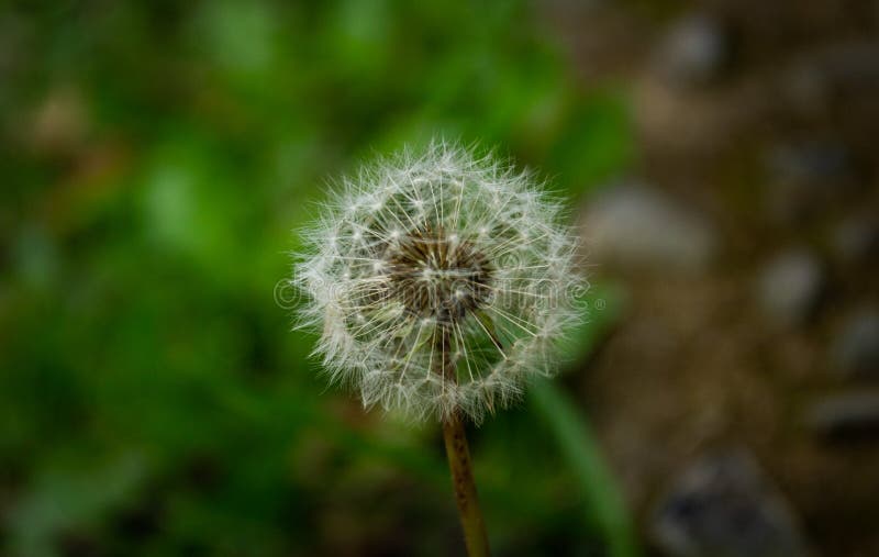 An amazing plant in macro stock photo