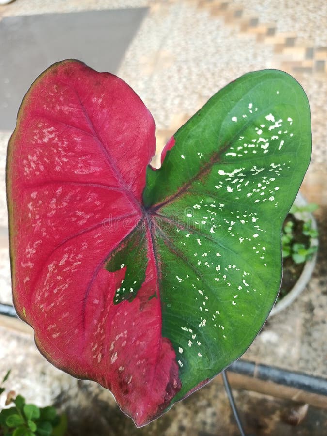 Amazing plant on the pot with two color green and red royalty free stock photography