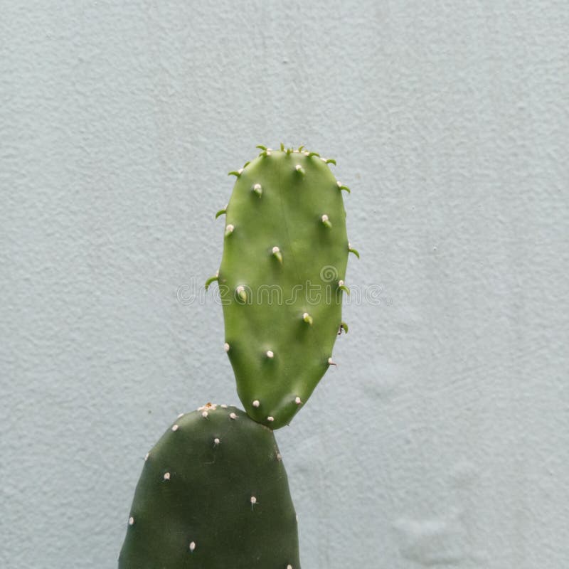 Amazing Plant in the World stock photo