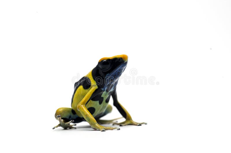 Amazing Poison Dart Frog Isolated on White Background Stock Image