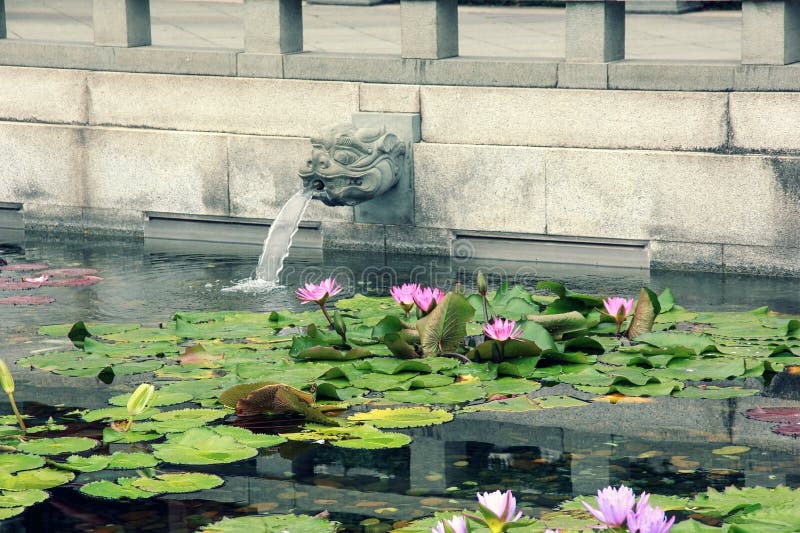 Amazing Pond with Chinese Stone Mythical Dragon-head Fountains and with Water Purple Lilies