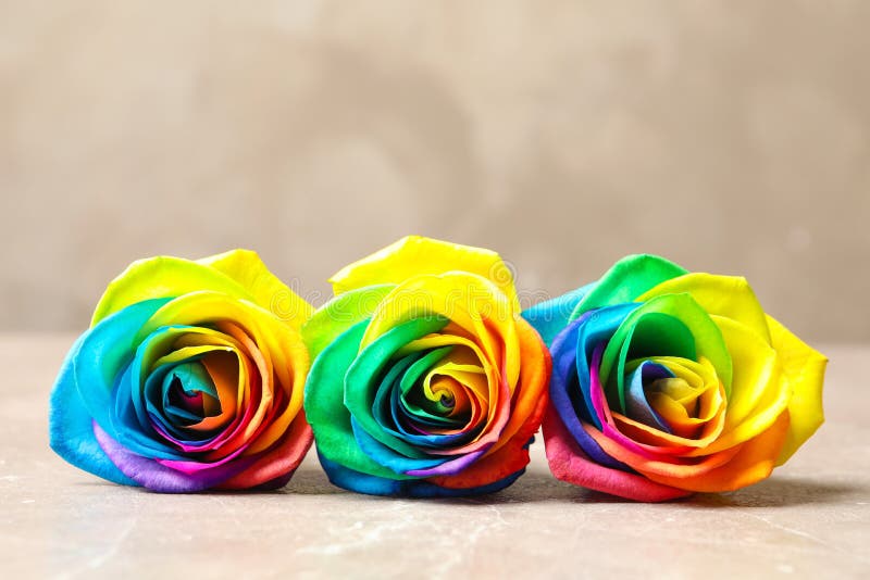 Amazing Rainbow Rose Flowers Stock Image Image of love, closeup
