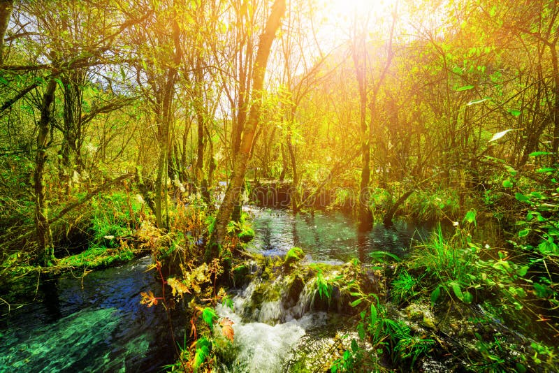 Amazing River With Crystal Clear Water Among Green Woods Stock Image