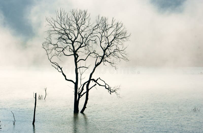 Amazing scene, nature with dry tree, lake, fog