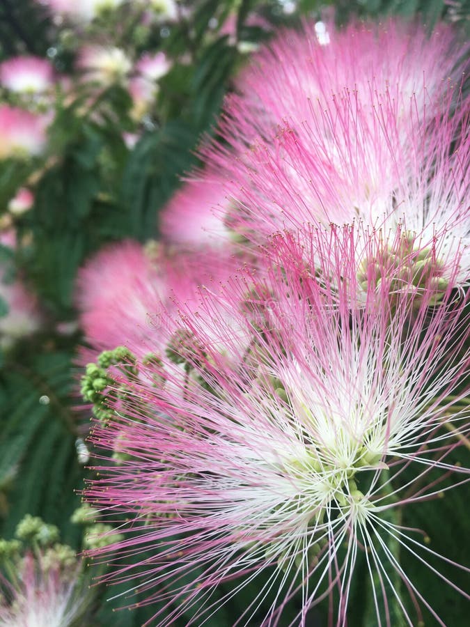 Amazing silk tree flowers stock image. Image of mimosa 153764379