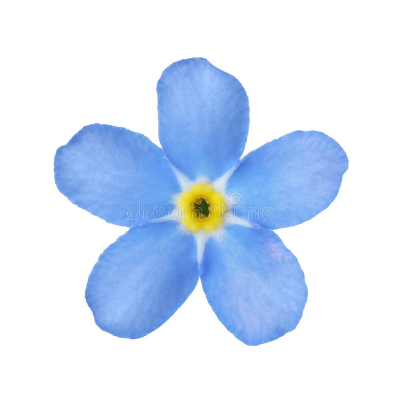 226 Forget Me Not Single Flower White Stock Photos - Free & Royalty ...