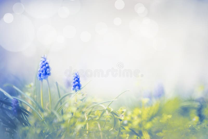 Amazing spring nature with wild grape hyacinths. Springtime background