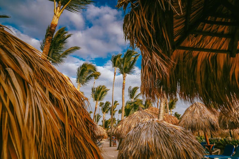 Amazing sunset light on punta cana beach with lounge chairs, umbrellas and palms.