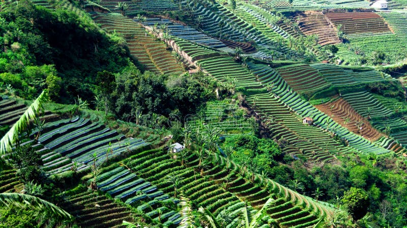 This terracing onion garden is located in Argamukti Village, Argapura District, Majalengka District, this is one of the best tourist attractions in Majalengka. This terracing onion garden is located in Argamukti Village, Argapura District, Majalengka District, this is one of the best tourist attractions in Majalengka
