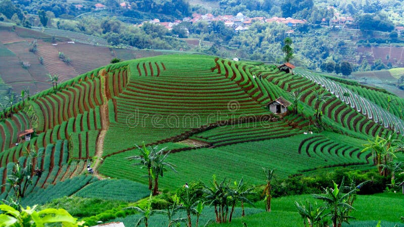 This terracing onion garden is located in Argamukti Village, Argapura District, Majalengka District, this is one of the best tourist attractions in Majalengka. This terracing onion garden is located in Argamukti Village, Argapura District, Majalengka District, this is one of the best tourist attractions in Majalengka