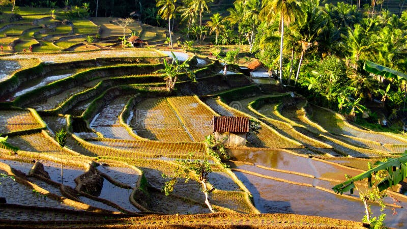 A rice field located in Pesawahan Gunung Laku, Kampung Cisarana, Karangjaya, Tasikmalaya Regency - West Java. a rice field a most beautifull number one in West Java. A rice field located in Pesawahan Gunung Laku, Kampung Cisarana, Karangjaya, Tasikmalaya Regency - West Java. a rice field a most beautifull number one in West Java.