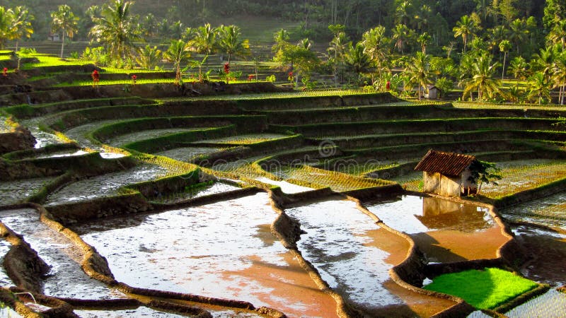 A rice field located in Pesawahan Gunung Laku, Kampung Cisarana, Karangjaya, Tasikmalaya Regency - West Java. a rice field a most beautifull number one in West Java. A rice field located in Pesawahan Gunung Laku, Kampung Cisarana, Karangjaya, Tasikmalaya Regency - West Java. a rice field a most beautifull number one in West Java.