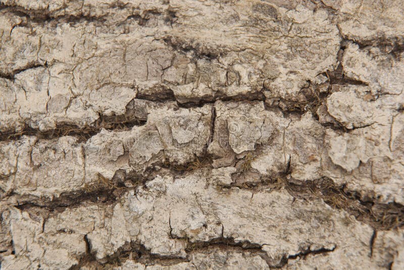 Amazing texture of old hardened tree bark. Old tree bark with cracks and a wonderful pattern and amazing structure