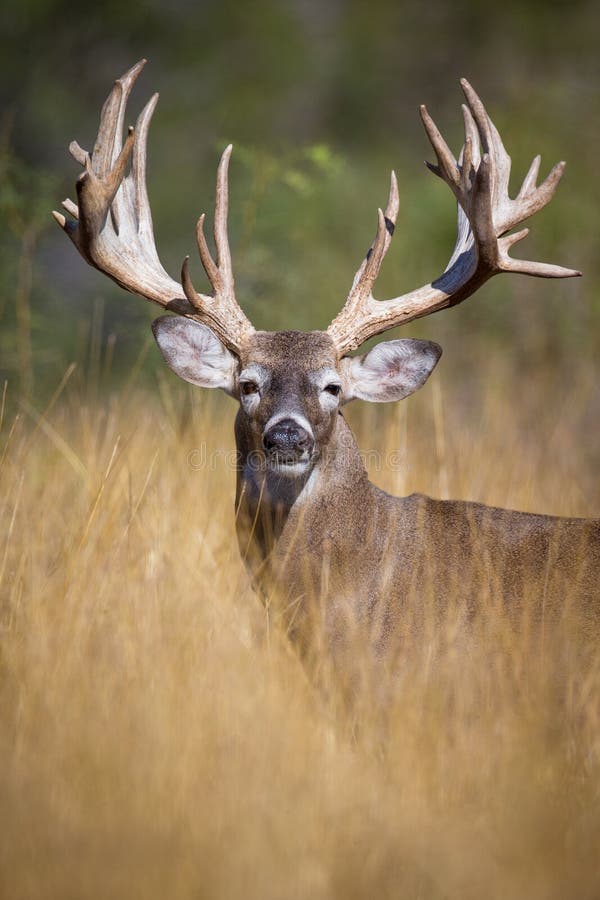 Amazing vertical photograph of big whitetail buck