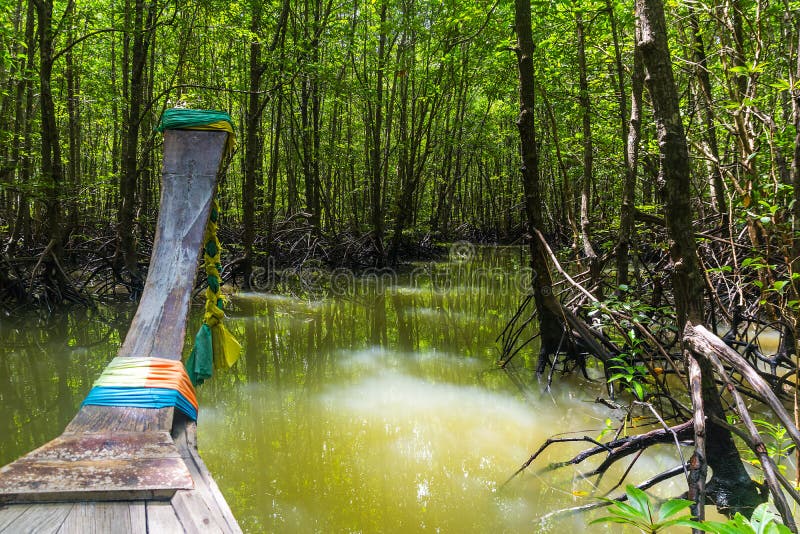 mangrove boat trip krabi