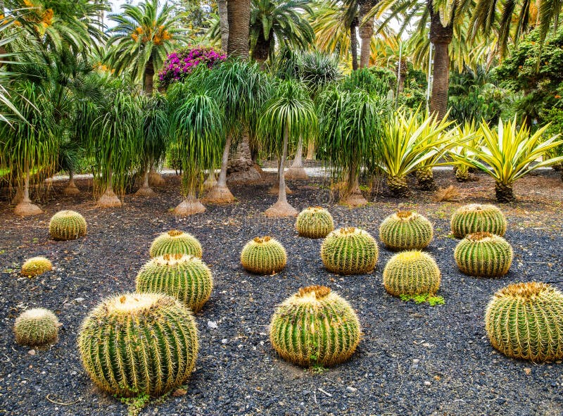 Amazing view of  cactus park area in Garcia Sanabria park. Location: Cacti garden in Santa Cruz de Tenerife, Tenerife, Canary