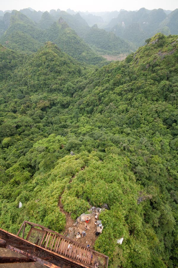 Amazing view of a forest