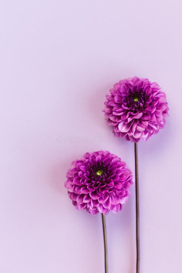 Violet Dahlia stock image. Image of close, pattern, delicate - 10014267