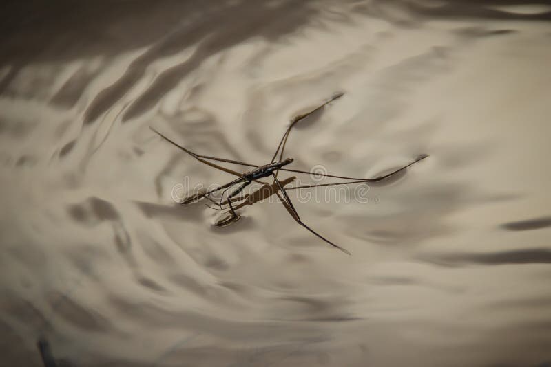 Amazing water skipper bugs floating on the water. The Gerridae are a family of insects in the order Hemiptera, commonly known as water striders, water bugs, pond skaters, water skippers, or jesus bugs