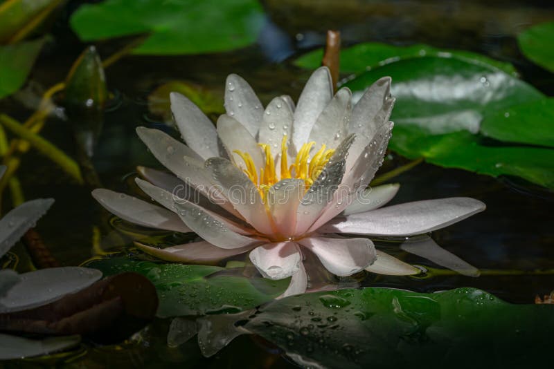 Amazing white with bright pink water lily or lotus flower Marliacea Rosea in old pond