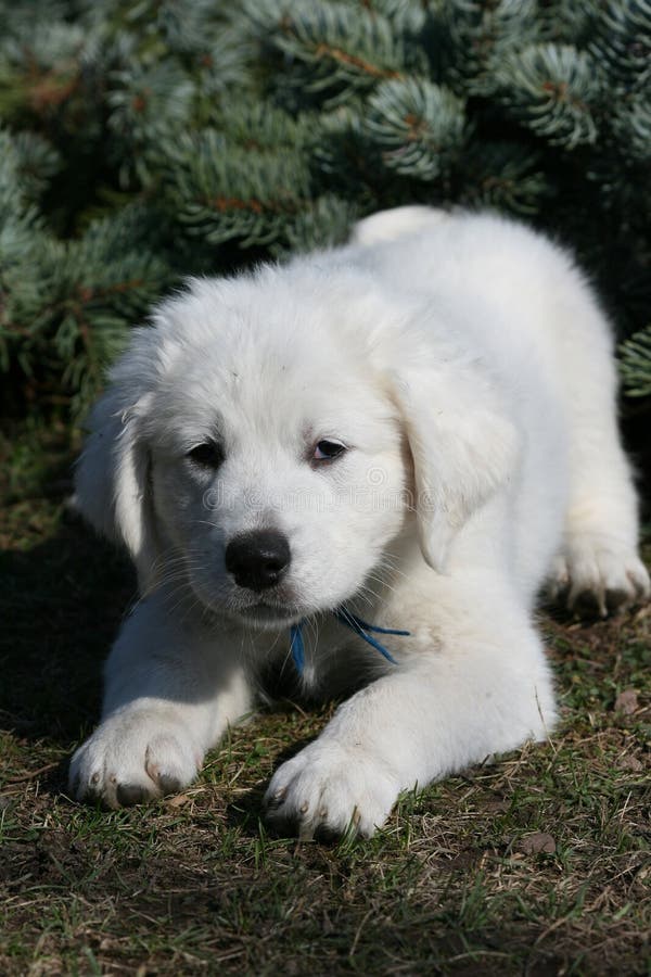 Amazing White Puppy Slovakian Chuvach Lying Grass Stock Photos - Free ...