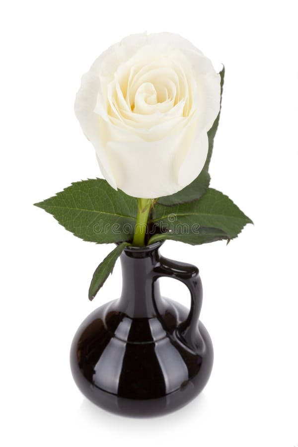 Amazing White Rose in Black Vase Isolated Stock Photo Image of