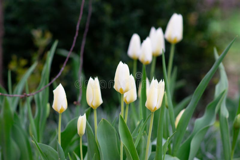 Tulip flower with green leaf background in tulip field at winter or spring day for postcard beauty decoration and agriculture concept design. High quality photo. Tulip flower with green leaf background in tulip field at winter or spring day for postcard beauty decoration and agriculture concept design. High quality photo