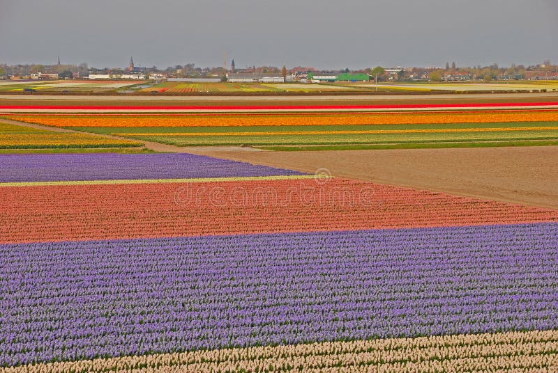 Amazing Wide Fields of Tulips beyond a Town