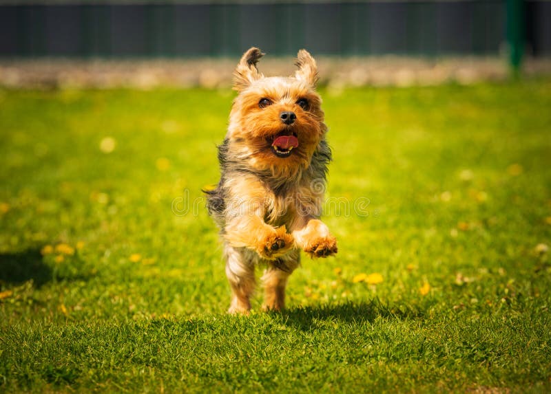 An Amazing Yorkshire Terrier Is Having Fun Running And Jumping Towards
