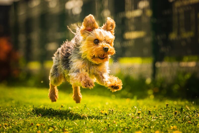 An Amazing Yorkshire Terrier Is Having Fun Running And Jumping Towards Camera Stock Image
