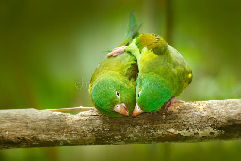 Amazon Giallo-incoronato, auropalliata di ochrocephala del Amazona, coppia il pappagallo verde, sedentesi sul ramo, cerimonia di fotografie stock libere da diritti Amazon Giallo-incoronato, auropalliata di ochrocephala del Amazona, coppia il pappagallo verde, sedentesi sul ramo, cerimonia di fotografie stock libere da diritti