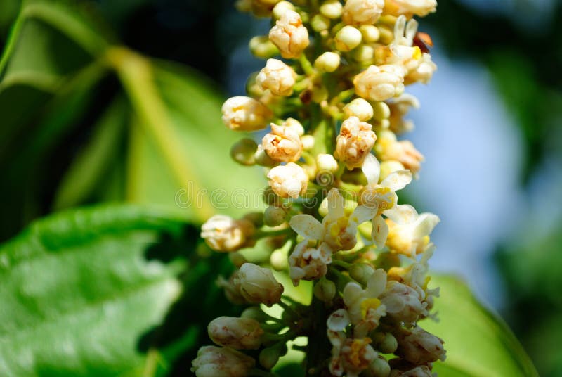 Amazon guarana flower stock images