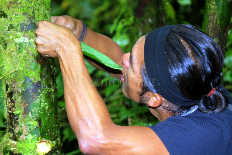 Amazon guide royalty free stock image