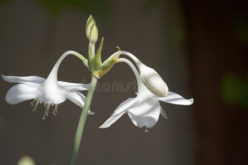 Amazon Lily White Flowers Dark Background Stock Photo Image of lilies, dramatic 96109500