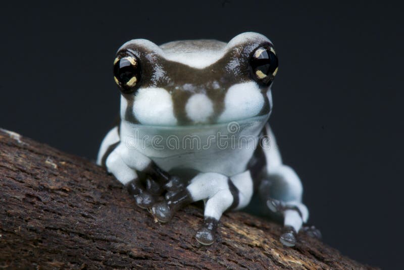 Amazon milk frog stock image Amazon milk frog stock image