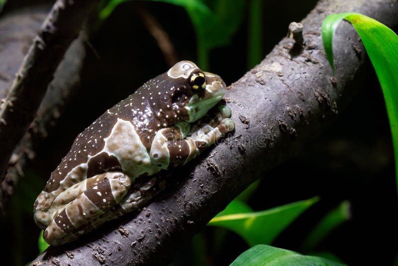 Amazon Milk Frog Trachycephalus Resinifictrix Stock Image Image of