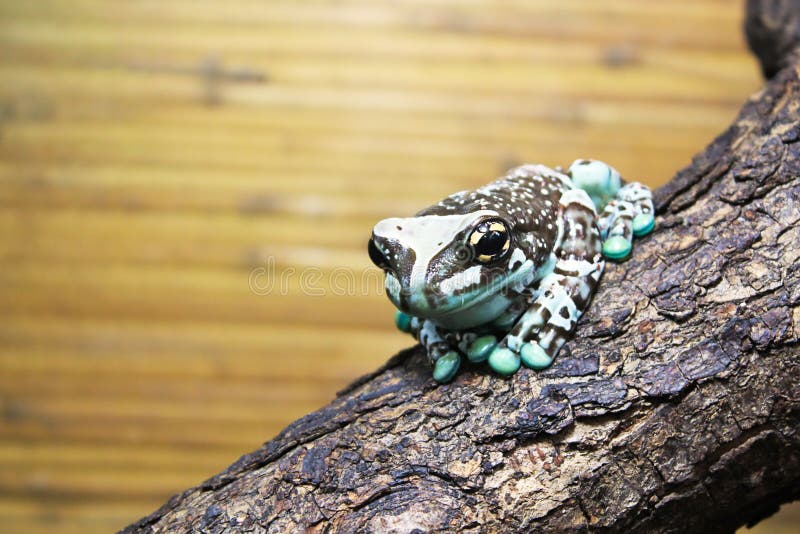 Amazon milk frog stock image. Image of animal, blue, amphibious 56782437