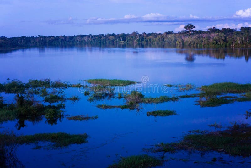 Amazon Rain Forest Blue Hour Stock Image Image of brazil, blue 90390487