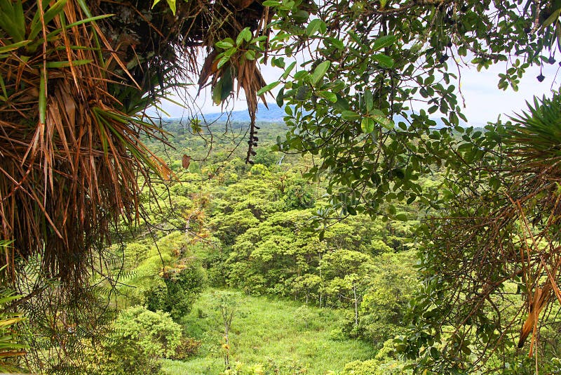 Amazon Rainforest Canopy Amongst Lush Vegetation From A Tree Top stock photos