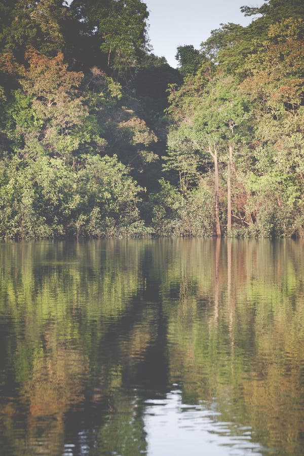 Amazon Rainforest, Peru, South America Stock Photo Image of green