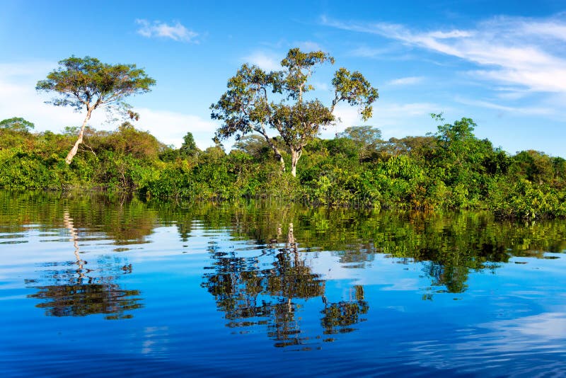 Amazon Rainforest Reflection