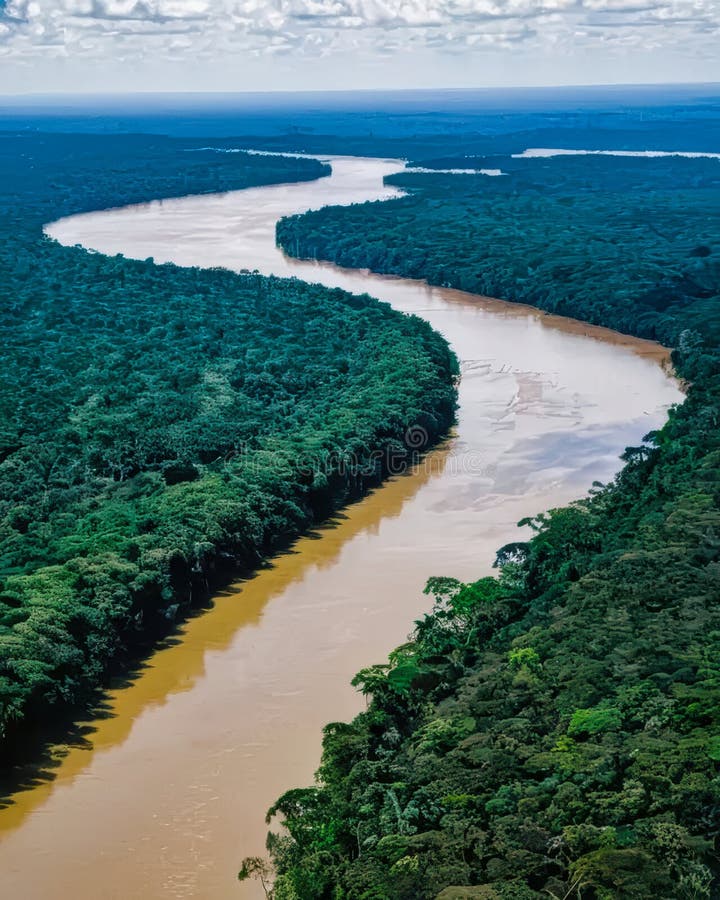 Rainforest Region Stock Illustrations 961 Rainforest