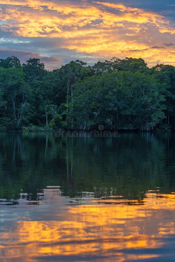 Amazon Rainforest Sunset Reflexión Ecuador Imagen de archivo - Imagen de  turismo, oscuridad: 220867007