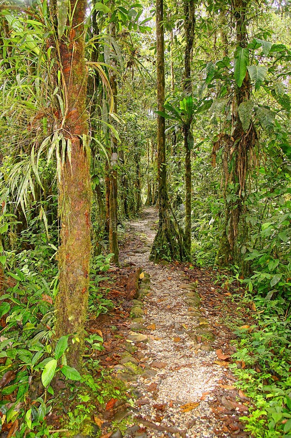 Amazon Rainforest Trail stock image. Image of scenic 160763969