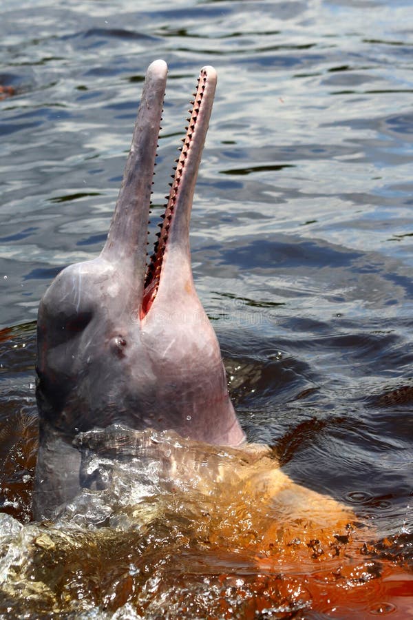 122 Amazon River Dolphin Photos Free Royalty Free Stock Photos From Dreamstime